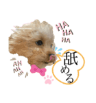 子犬でシンプルに伝えるスタンプ（個別スタンプ：38）