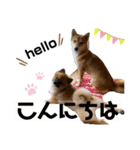 ポンキャン（個別スタンプ：1）