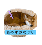 ポンキャン（個別スタンプ：3）