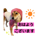 ポンキャン（個別スタンプ：4）