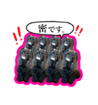 アメコカのリブ3（個別スタンプ：1）