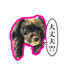 アメコカのリブ3（個別スタンプ：11）