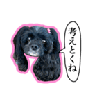 アメコカのリブ3（個別スタンプ：16）