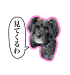 アメコカのリブ3（個別スタンプ：19）