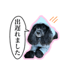 アメコカのリブ3（個別スタンプ：20）