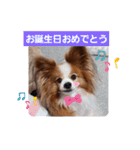 ぱぴぱぴパピヨン18（個別スタンプ：7）