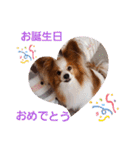 ぱぴぱぴパピヨン18（個別スタンプ：8）