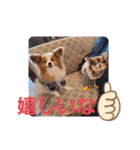 ぱぴぱぴパピヨン18（個別スタンプ：10）