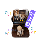 ぱぴぱぴパピヨン18（個別スタンプ：11）