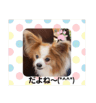ぱぴぱぴパピヨン18（個別スタンプ：12）