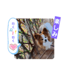 ぱぴぱぴパピヨン18（個別スタンプ：21）