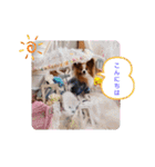 ぱぴぱぴパピヨン18（個別スタンプ：24）