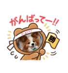 ぱぴぱぴパピヨン18（個別スタンプ：26）