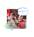 ぱぴぱぴパピヨン18（個別スタンプ：31）