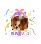 ぱぴぱぴパピヨン18（個別スタンプ：34）