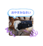 ぱぴぱぴパピヨン18（個別スタンプ：39）