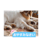 ぱぴぱぴパピヨン18（個別スタンプ：40）