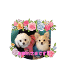LUNA＆SEAちゃんワンワンメッセージ！！（個別スタンプ：1）