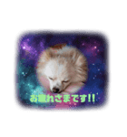 LUNA＆SEAちゃんワンワンメッセージ！！（個別スタンプ：2）