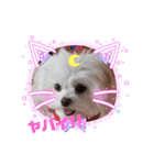 LUNA＆SEAちゃんワンワンメッセージ！！（個別スタンプ：3）