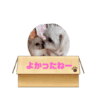 LUNA＆SEAちゃんワンワンメッセージ！！（個別スタンプ：5）