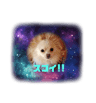 LUNA＆SEAちゃんワンワンメッセージ！！（個別スタンプ：8）