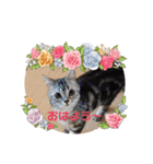 ニャー助☆（個別スタンプ：3）