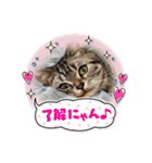 ニャー助☆（個別スタンプ：8）