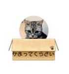 ニャー助☆（個別スタンプ：11）
