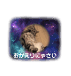 ニャー助☆（個別スタンプ：15）