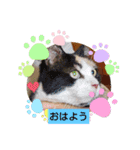 ぷるぷるプリン（個別スタンプ：1）