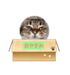 ぷるぷるプリン（個別スタンプ：8）