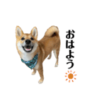 柴犬こうめスタンプ 総集編（個別スタンプ：1）