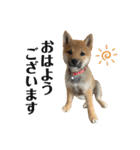 柴犬こうめスタンプ 総集編（個別スタンプ：2）