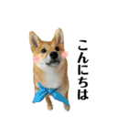 柴犬こうめスタンプ 総集編（個別スタンプ：3）