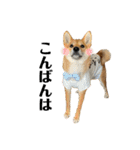 柴犬こうめスタンプ 総集編（個別スタンプ：4）