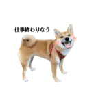 柴犬こうめスタンプ 総集編（個別スタンプ：5）