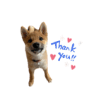 柴犬こうめスタンプ 総集編（個別スタンプ：6）