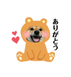 柴犬こうめスタンプ 総集編（個別スタンプ：7）