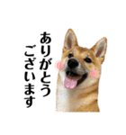 柴犬こうめスタンプ 総集編（個別スタンプ：8）