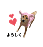 柴犬こうめスタンプ 総集編（個別スタンプ：9）