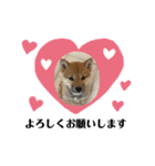 柴犬こうめスタンプ 総集編（個別スタンプ：10）