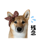 柴犬こうめスタンプ 総集編（個別スタンプ：11）