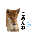 柴犬こうめスタンプ 総集編（個別スタンプ：12）