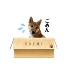 柴犬こうめスタンプ 総集編（個別スタンプ：13）