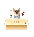 柴犬こうめスタンプ 総集編（個別スタンプ：15）