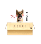 柴犬こうめスタンプ 総集編（個別スタンプ：16）