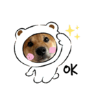 柴犬こうめスタンプ 総集編（個別スタンプ：18）