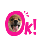 柴犬こうめスタンプ 総集編（個別スタンプ：19）