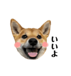 柴犬こうめスタンプ 総集編（個別スタンプ：21）